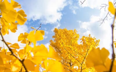 I sistemi oscuranti in autunno